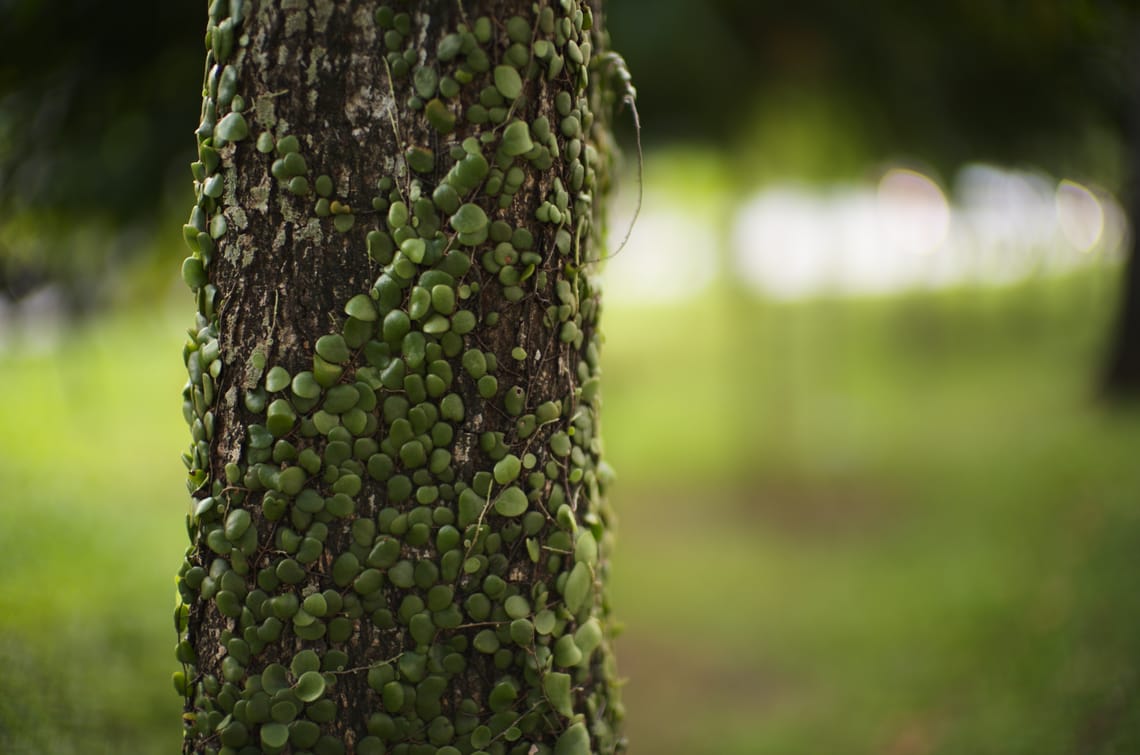 · Nature Photography ·