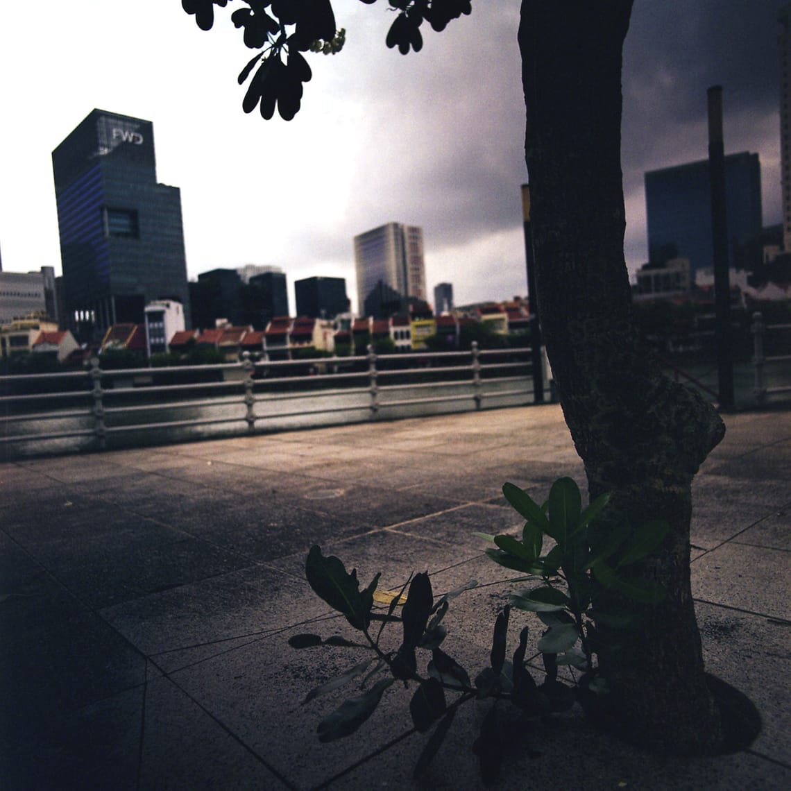 · Street Photography · Tree By The River ·