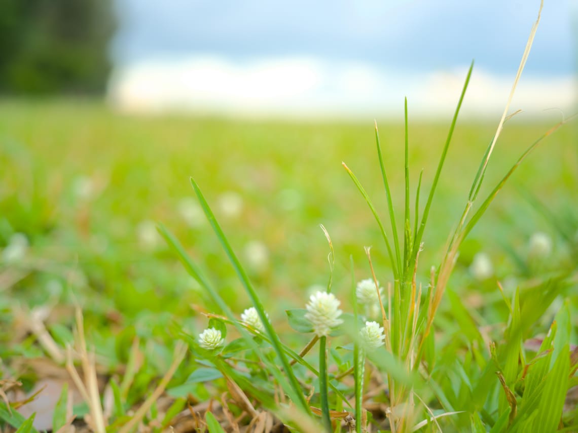 · Nature Photography · East Coast Park · B0009380 ·