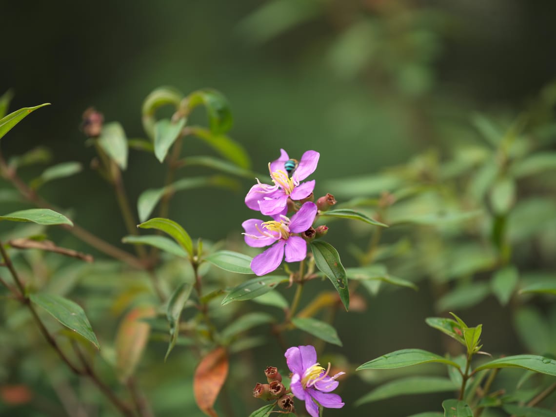· Nature Photography ·Bee ·