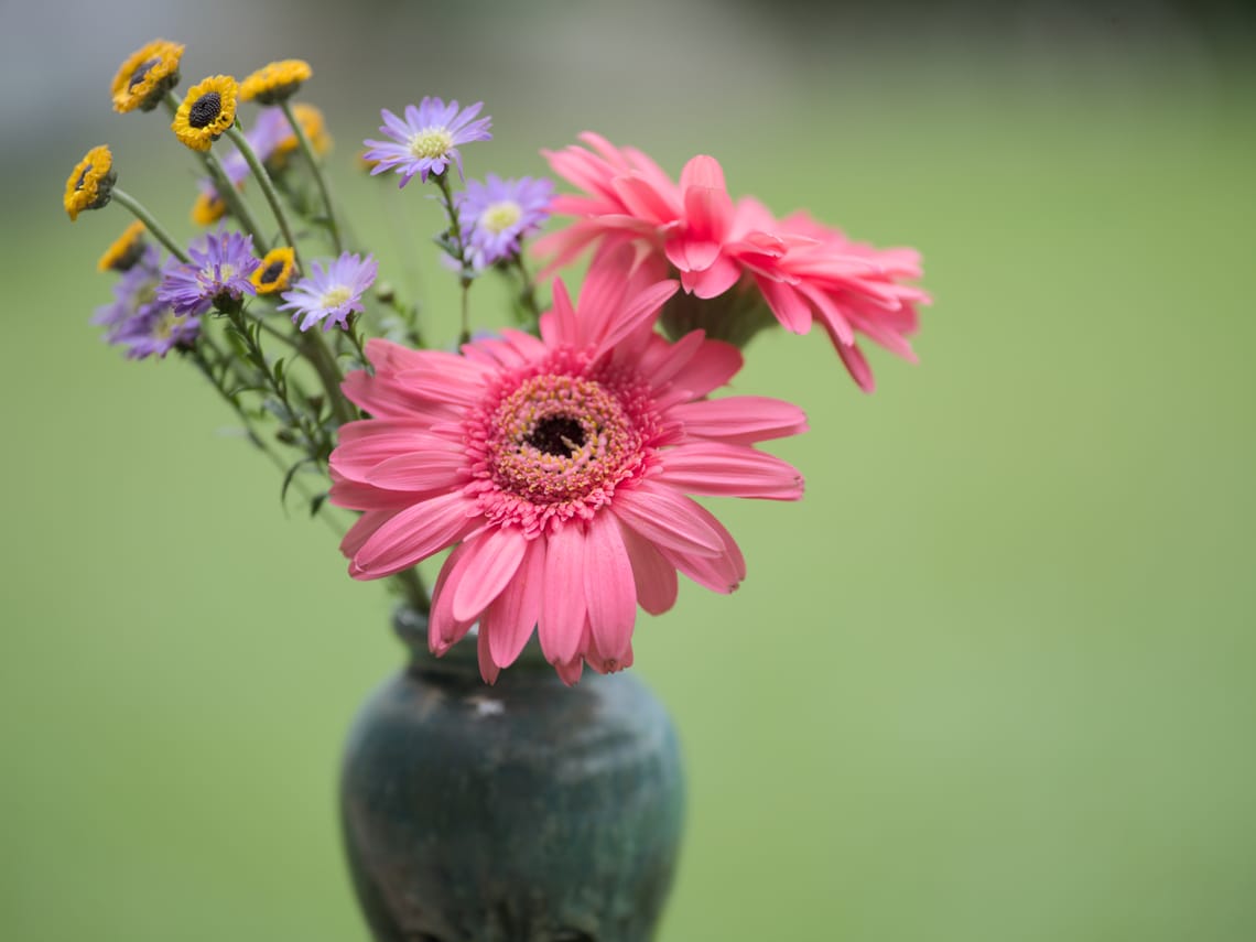 · Nature Photography ·Flowers ·