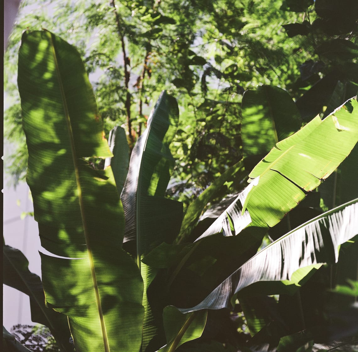 · Still Life Photography · Neighbourhood · Banana Leaves