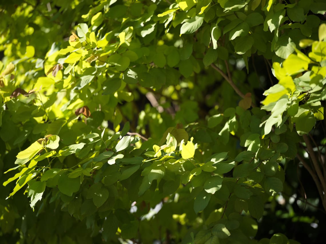 · Street Photography · Roadside Leaves  ·