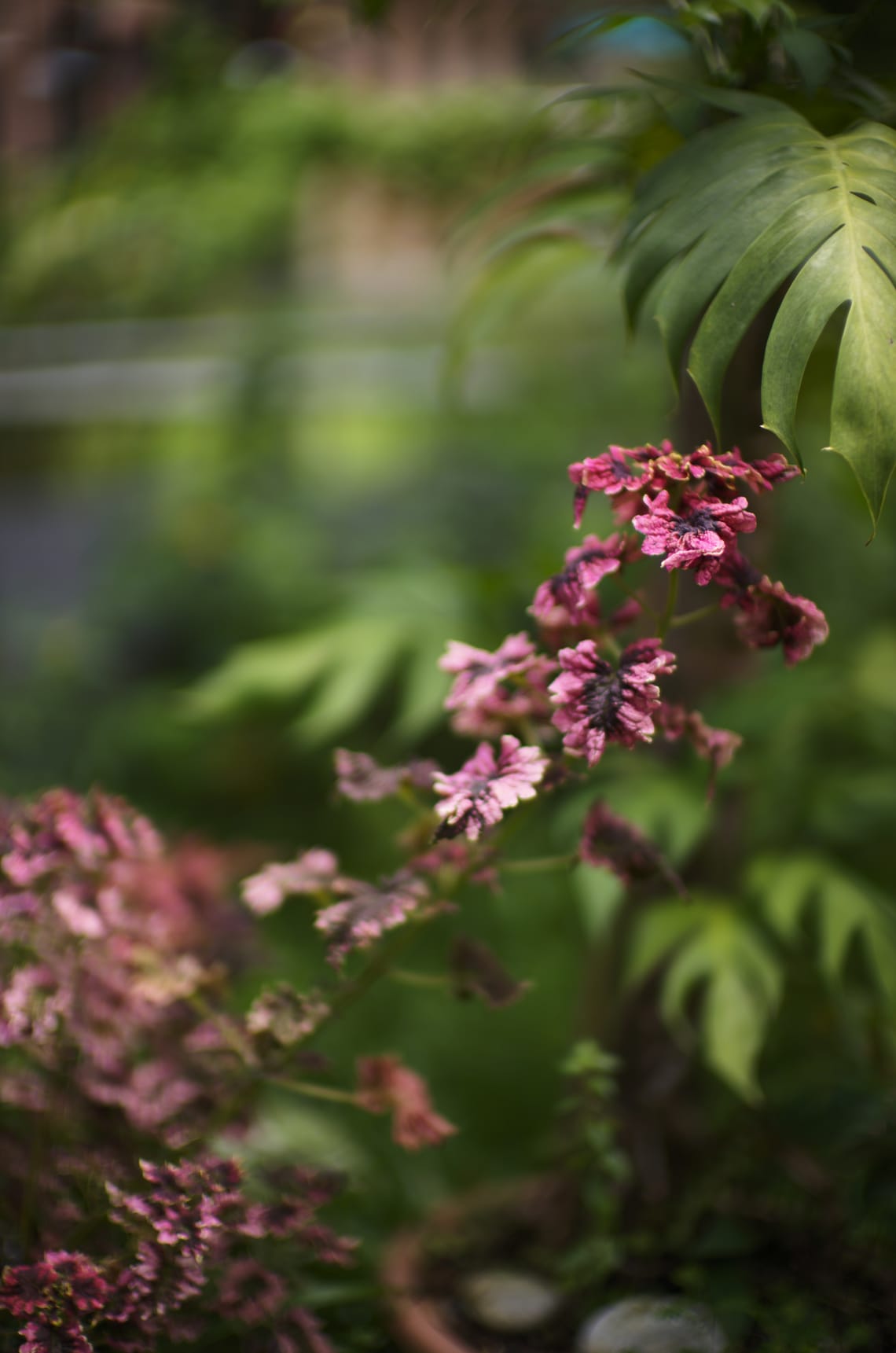 Still Life Photography  · Noctilux 50mm  ·