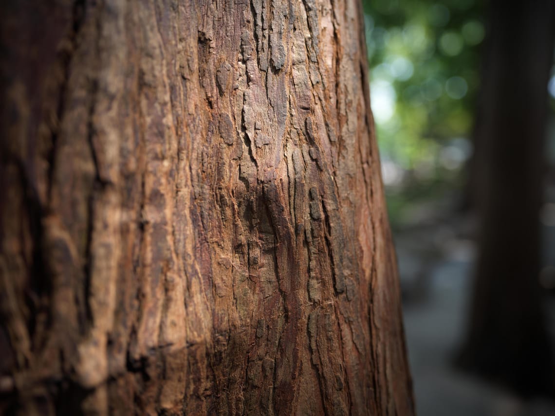 · Bark  · Nature Photography · Yu Yuan ·