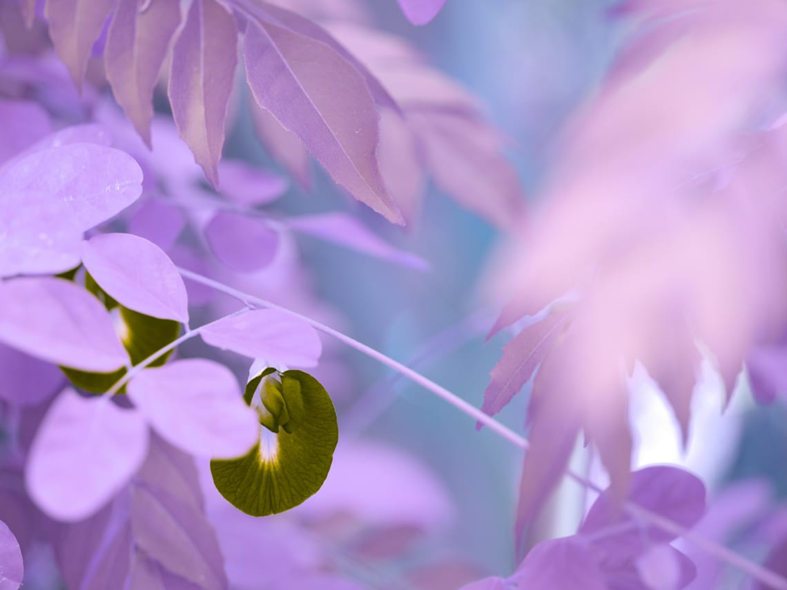 · Nature Photography · Leaves · Hues ·