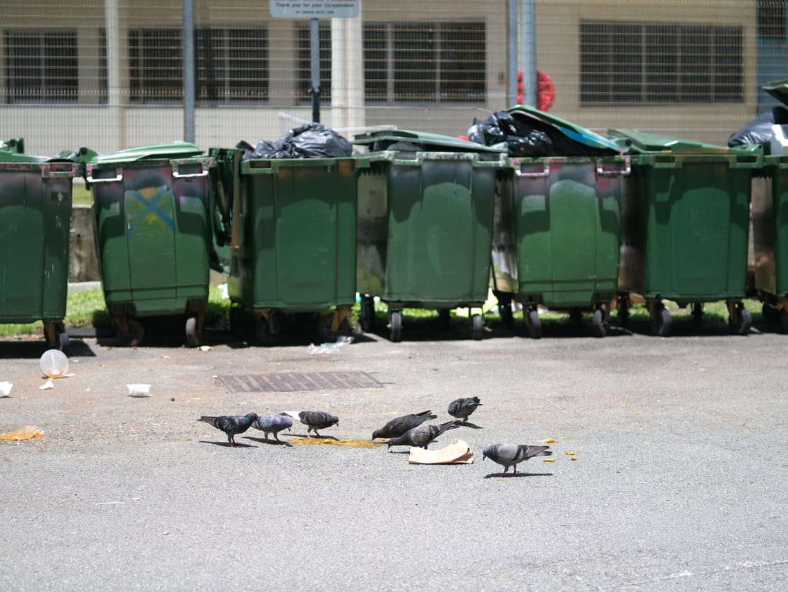 · Street Photography · Nature ·Birds