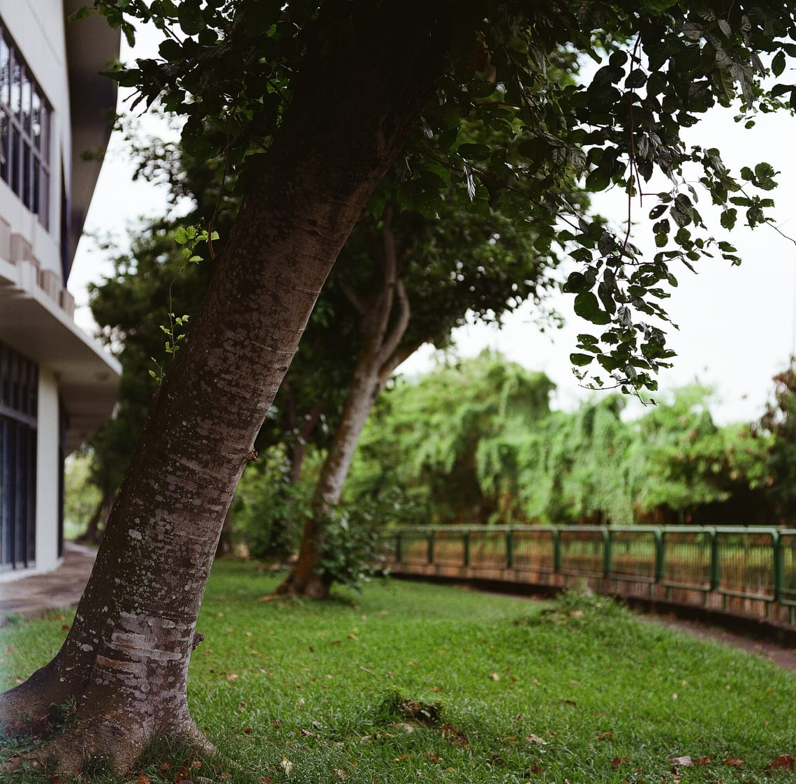 · Street Photography · Back Lane ·