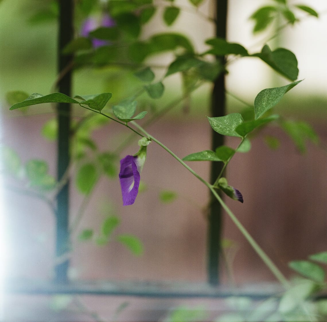 · Street Photography · Back Lane Flowers ·