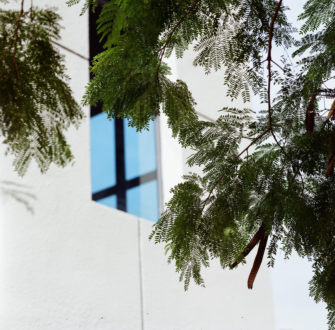 · Street Photography · Leaves ·