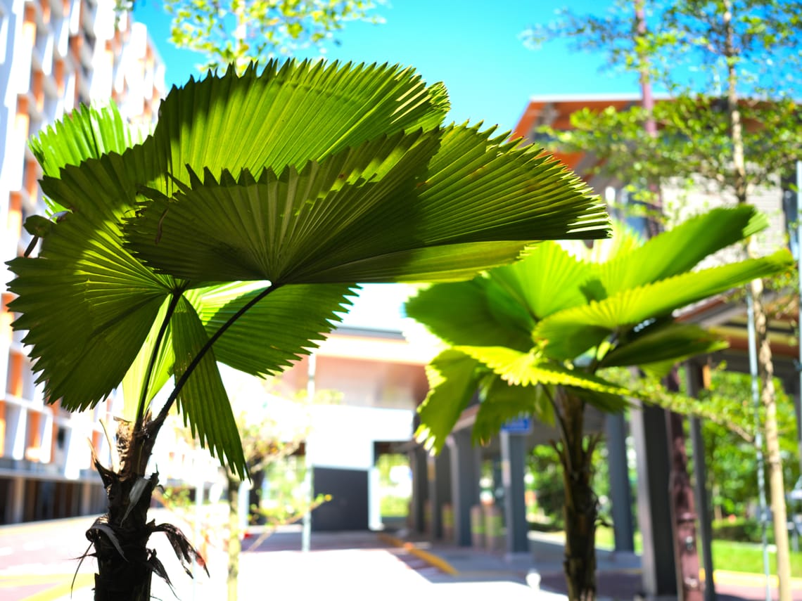 · Street Photography · Backlit Greens·