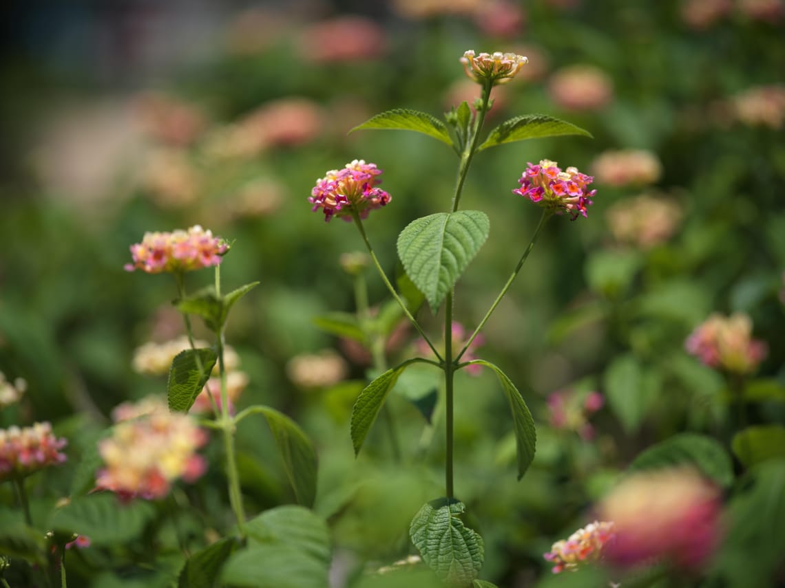 ·Nature Photography ·Flowers·