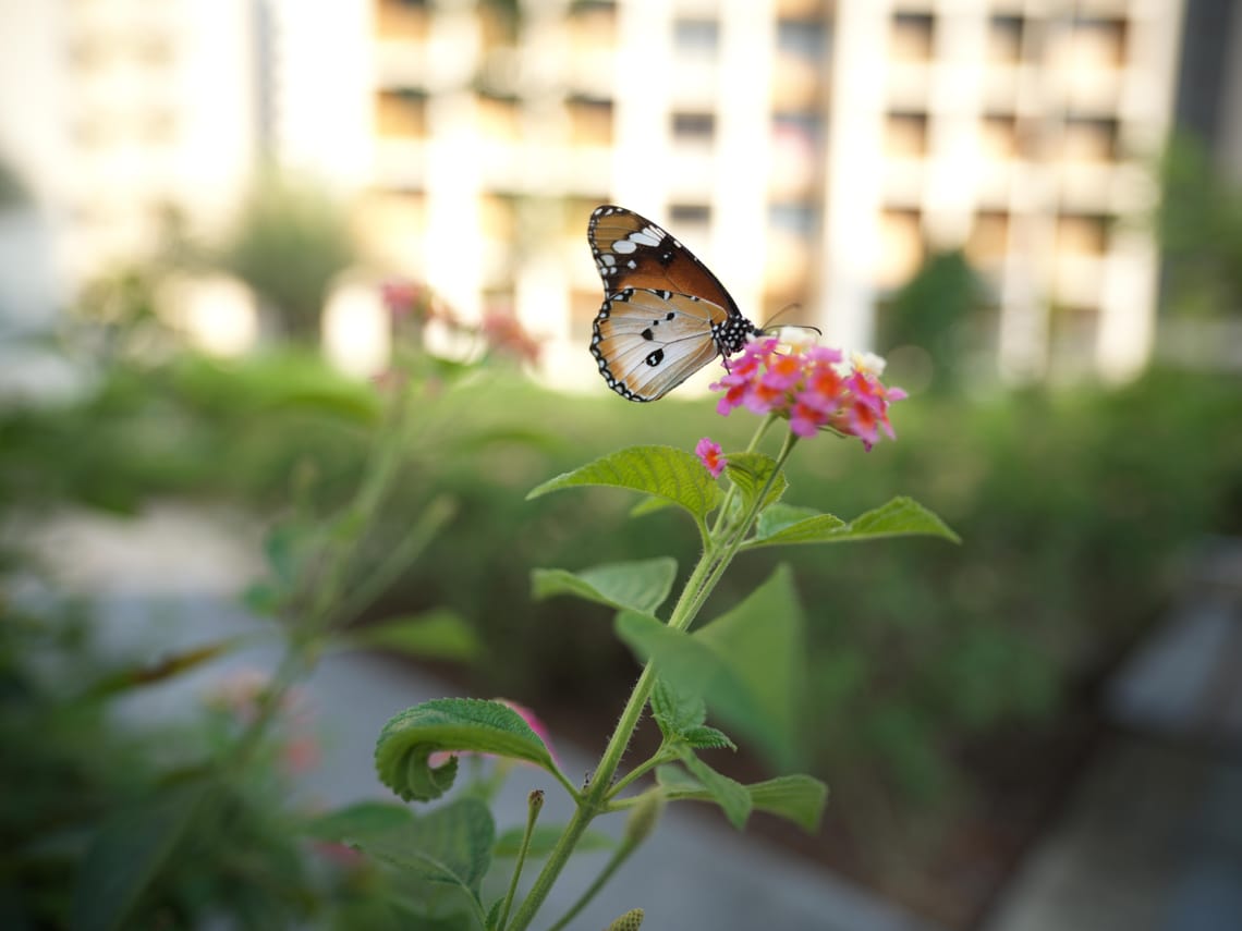 · Nature Photography · Butterfly ·