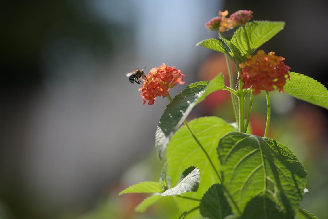 · Nature Photography · Bee ·