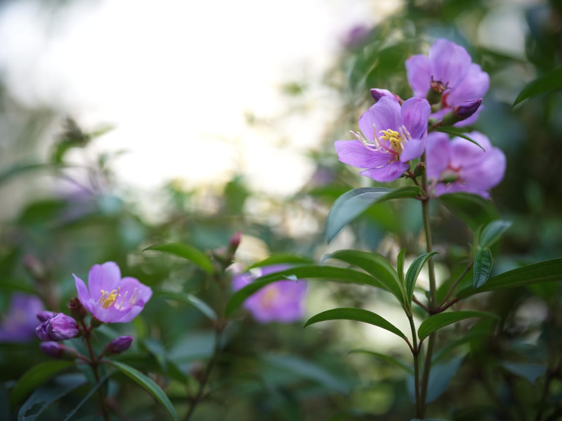 · Nature Photography · Flowers ·