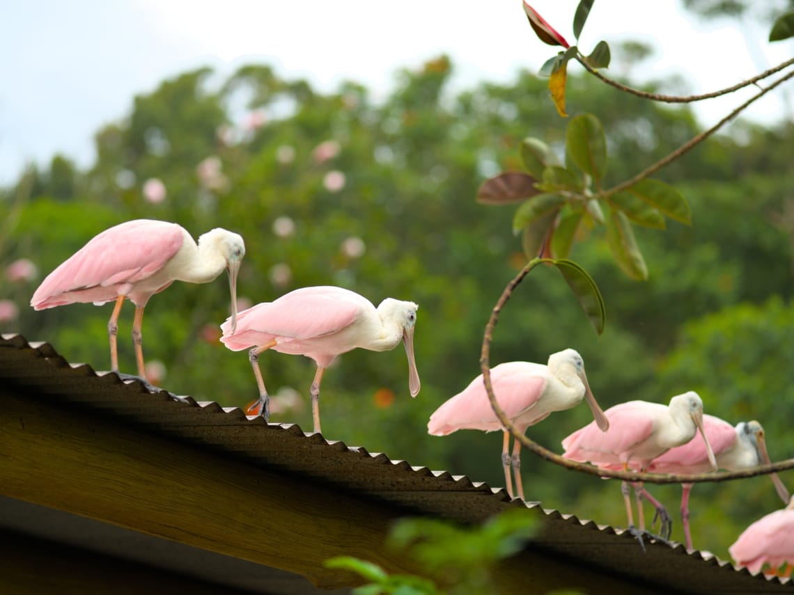 · Bird · Nature ·