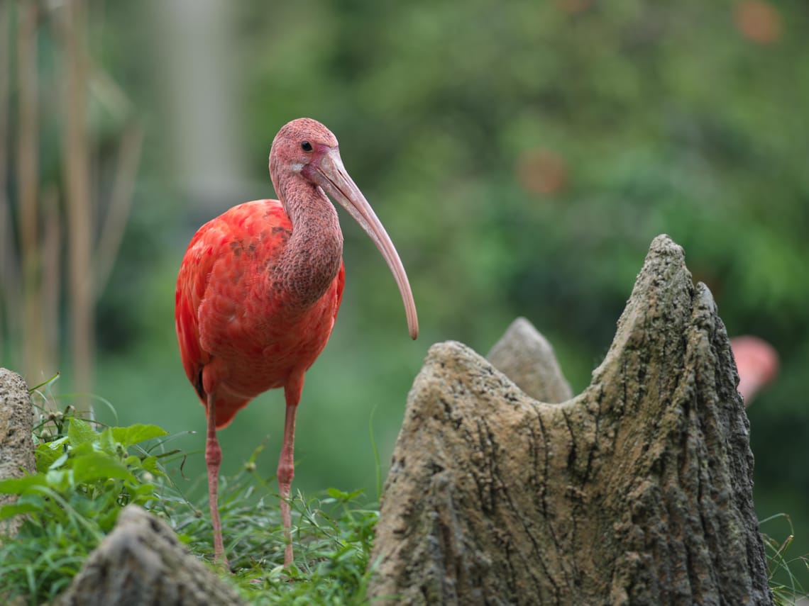 · Bird · Nature ·