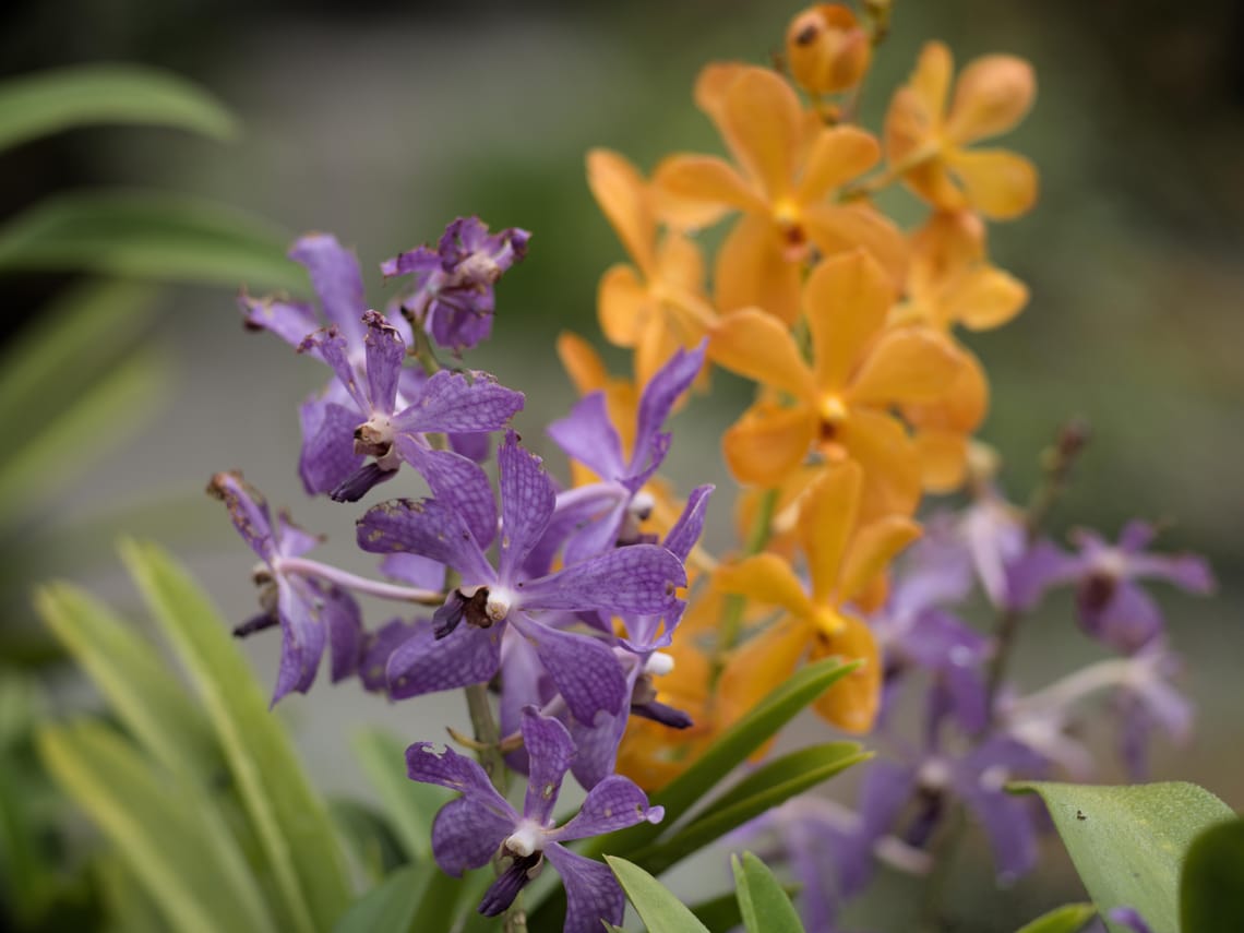 · Flowers · Nature ·