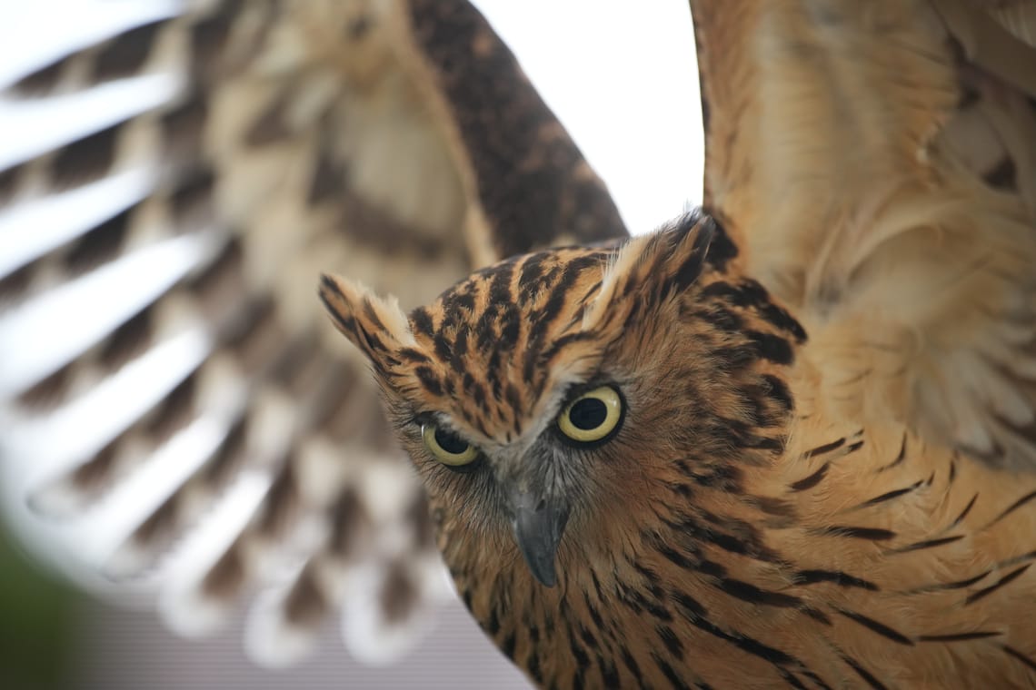 · Nature Photography · Malay Fish Owl, Ketupa ketupu ·