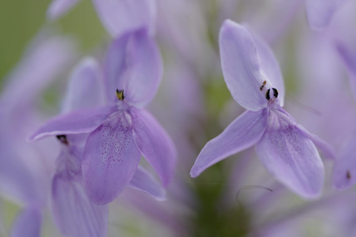 · Nature Photography · Flowers  & Ants ·