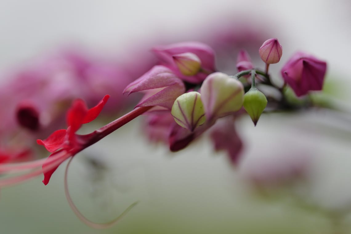 · Nature Photography · Flowers  ·