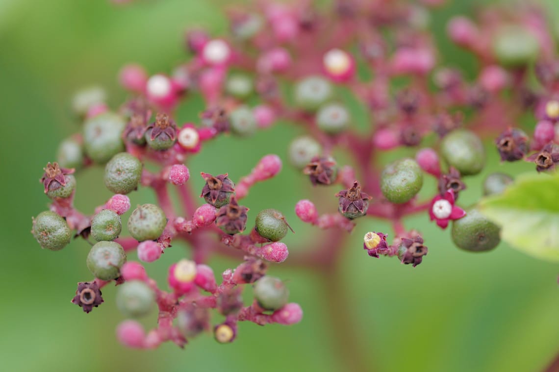 · Nature Photography · Flowers  ·