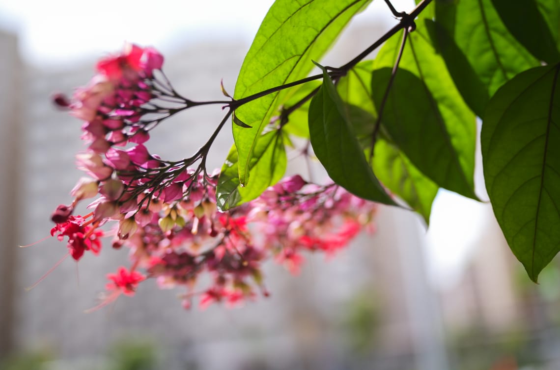 · Nature Photography · Flowers ·