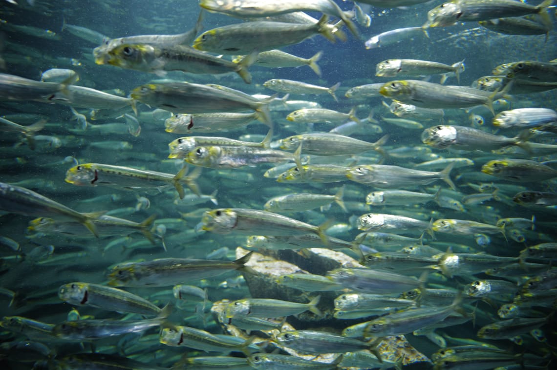 ·Sunshine Aquarium · Nature  ·Round & Round  ·