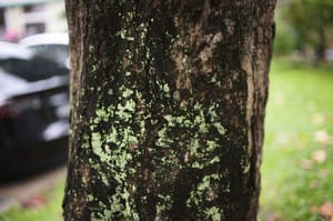 Nature Photography