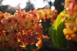 Nature Photography