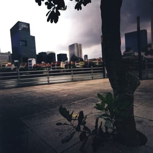 · Street Photography · Tree By The River ·