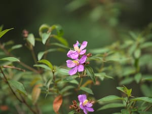 · Nature Photography ·Bee ·