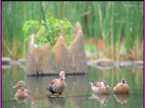· Nature Photography ·Ducks ·