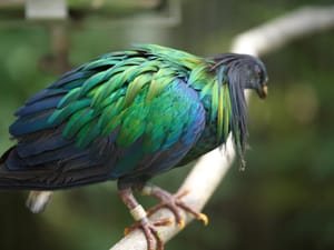 · Nature Photography · Bird · Colours ·