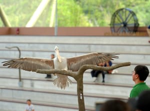 · Nature Photography ·Bird ·