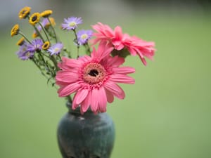 · Nature Photography ·Flowers ·