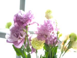 · Still Life Photography · Flowers ·