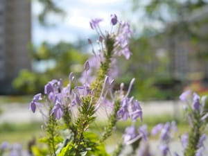 · Nature Photography · Flowers