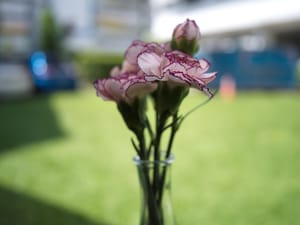 · Still Life Photography · Flowers