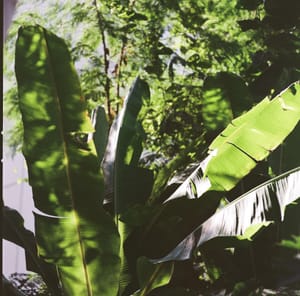 · Still Life Photography · Neighbourhood · Banana Leaves