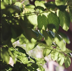 · Nature Photography · Leaves