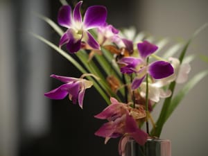 · Still Life Photography · Flowers  · Orchid  · Leaves ·