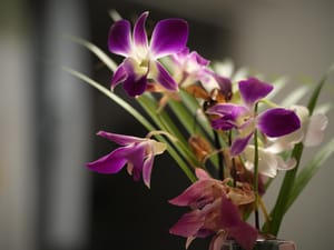 · Still Life Photography · Flowers  · Orchid  ·