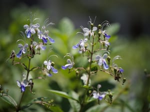 · Nature Photography · Flowers  · Leaves ·