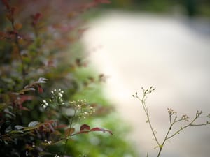 · Street Photography · Roadside Flowers  ·