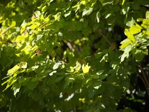 · Street Photography · Roadside Leaves  ·