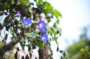 Nature Photography  · Noctilux 50mm  ·