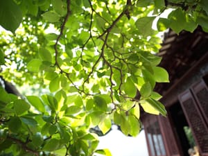 · Leaves·Nature  Photography·Yu Yuan ·