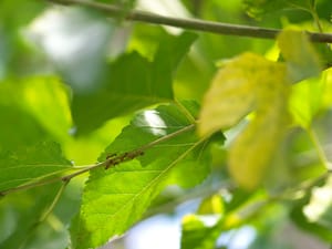 · Nature Photography · Ants & Leaves ·