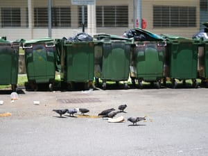 · Street Photography · Nature ·Birds